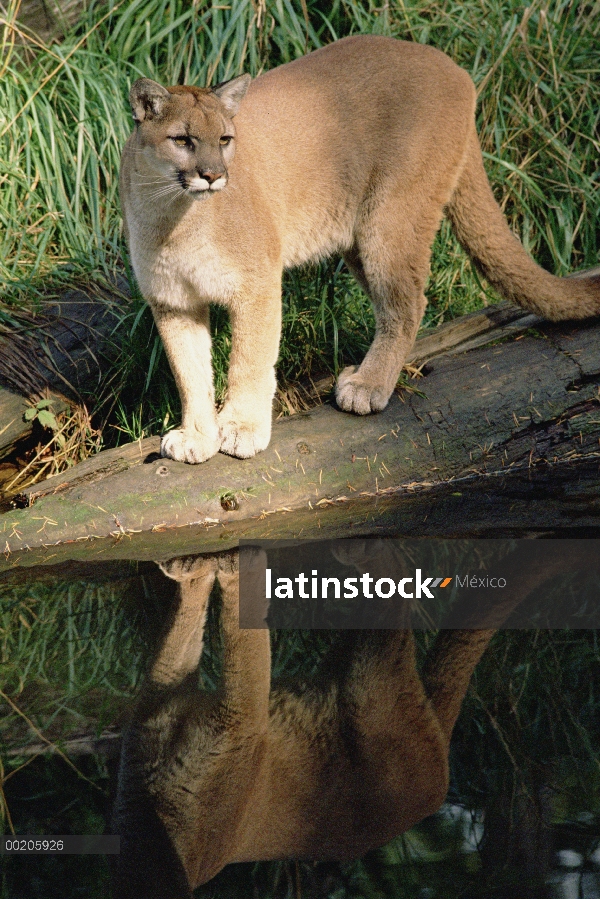 León de montaña (Puma concolor) en troncos en la orilla, América del norte