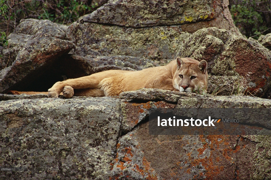 León de montaña (Puma concolor) descansando sobre rocas, América del norte