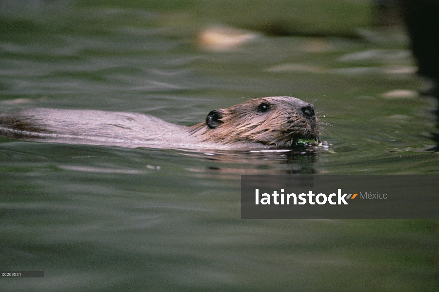 Castor americano (Castor canadensis) natación, América del norte