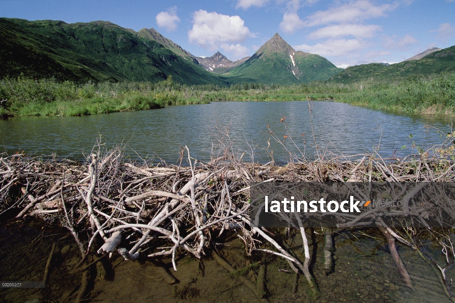 Presa del castor americano (Castor canadensis), Silver Creek cuerno, cuerno de plata del lago, mader