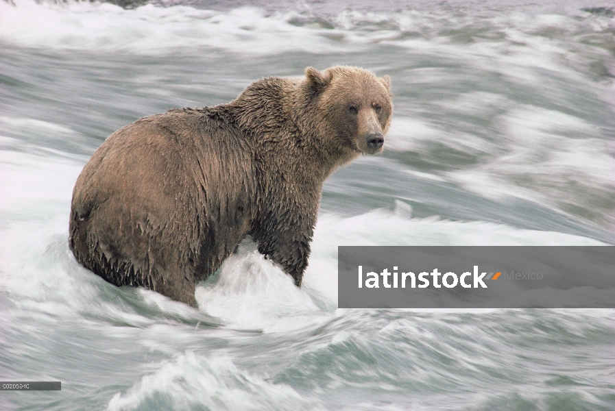 Oso Grizzly (Ursus arctos horribilis) vadeando en rapids, Santuario del río de McNeil, Alaska