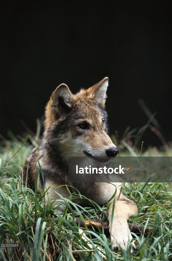 Retrato de lobo (Canis lupus) de cuatro meses de edad cachorro, parque zoológico de Oregon, Portland