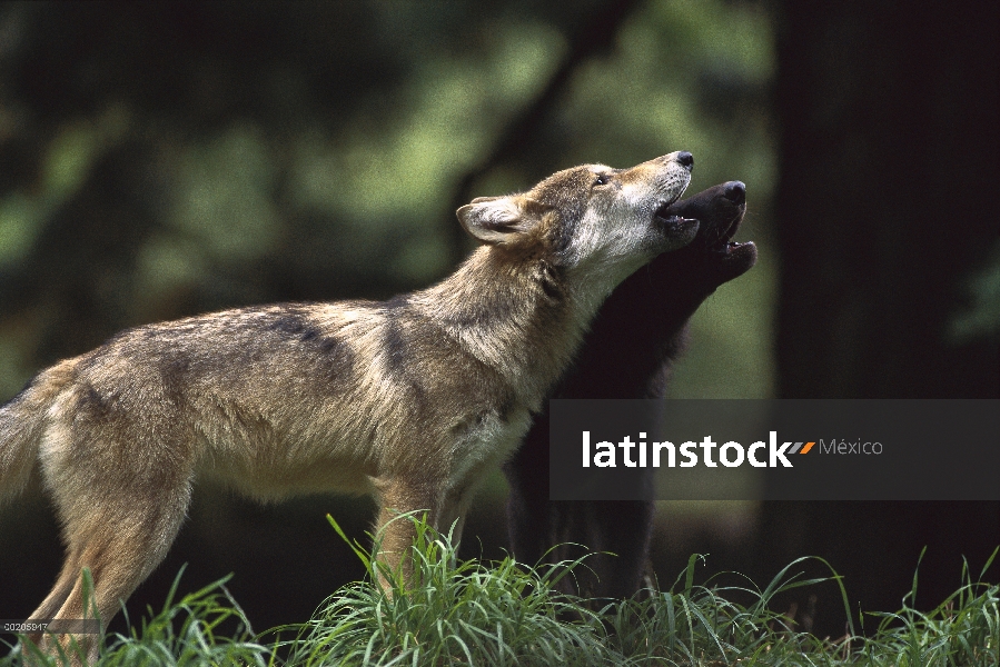 Crías de lobo (Canis lupus), 4 - meses de edad, aullando, parque zoológico de Oregon, Portland, Oreg