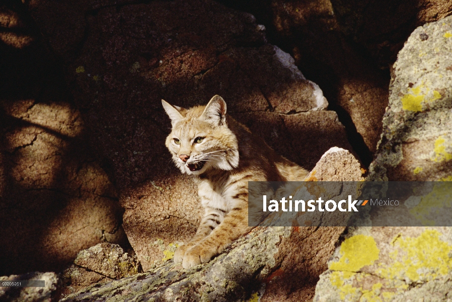 Retrato de Bobcat (Lynx rufus) en rock, América del norte