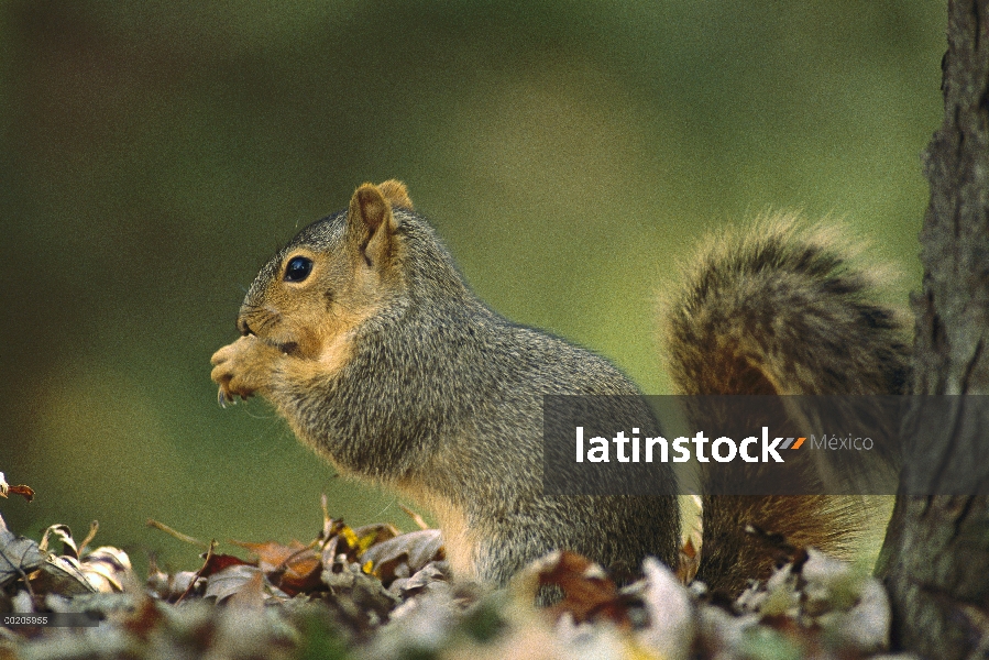 Retrato de vista de lado ardilla del zorro (Sciurus niger) oriental, América del norte