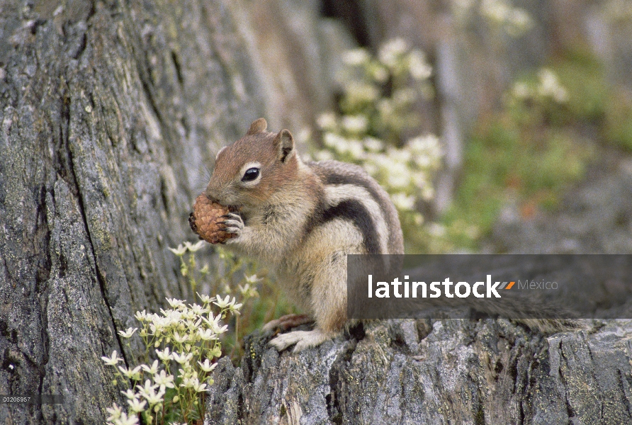 Manto dorado ardilla (Callospermophilus lateralis) comer piña, América del norte