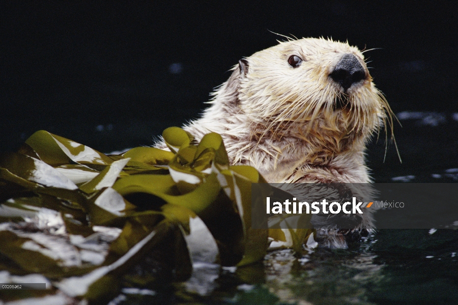 Retrato de nutria marina (Enhydra lutris) en algas, Costa del Pacífico, América del norte