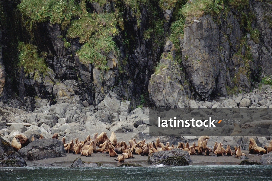 Grupo lobo de marino de Steller (Jubatus de Eumetopias) en la costa rocosa, Pacífico Norte