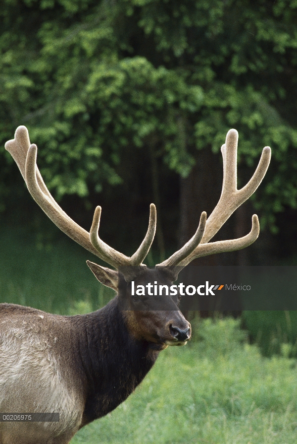 Hombre de Elk (Cervus elaphus), América del norte