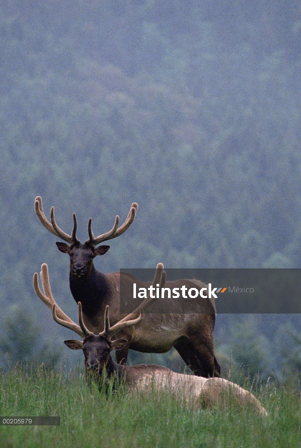 Par de Elk (Cervus elaphus), uno de descanso en la hierba con el otro pie detrás, América del norte