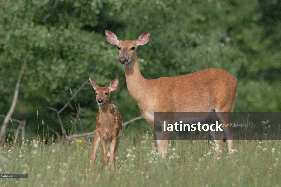 Doe de venado de cola blanca (Odocoileus virginianus) y fawn, América del norte