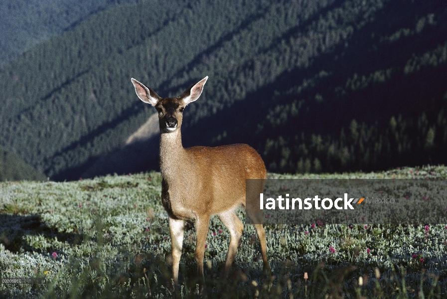 Mujer venado de cola blanca (Odocoileus virginianus), América del norte