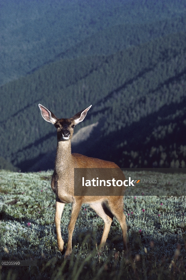 Venado de cola blanca (Odocoileus virginianus) alerta permanente femenina en Prado, América del nort