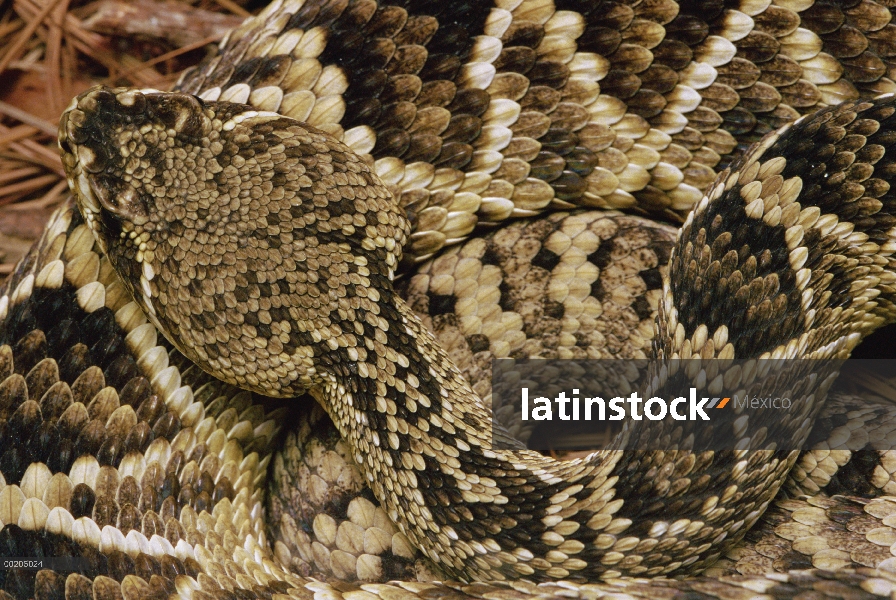 Diamondback del este serpiente de cascabel (Crotalus adamanteus) vista de superior de la cabeza y pi