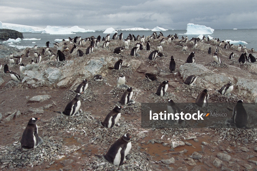 Pingüino de Gentoo (Pygoscelis papua) nidificación Wiencke de Colonia, Puerto Lockroy, isla, Penínsu