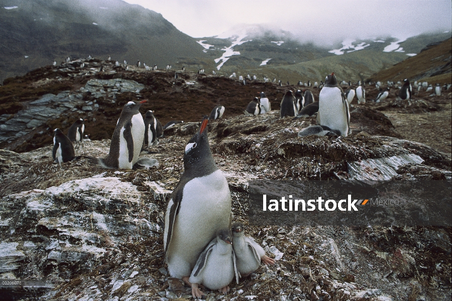 Padre del pingüino (Pygoscelis papua) con polluelos en el nido en Colonia, Isla Georgia del sur