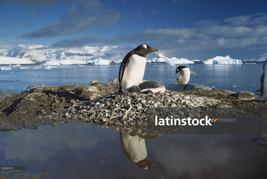 Padre del pingüino (Pygoscelis papua) en el nido con polluelos rodeado por agua, Península Antártica