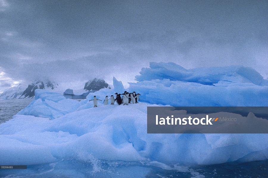 Grupo del pingüino de Adelia (Pygoscelis adeliae) en iceberg, Antártida