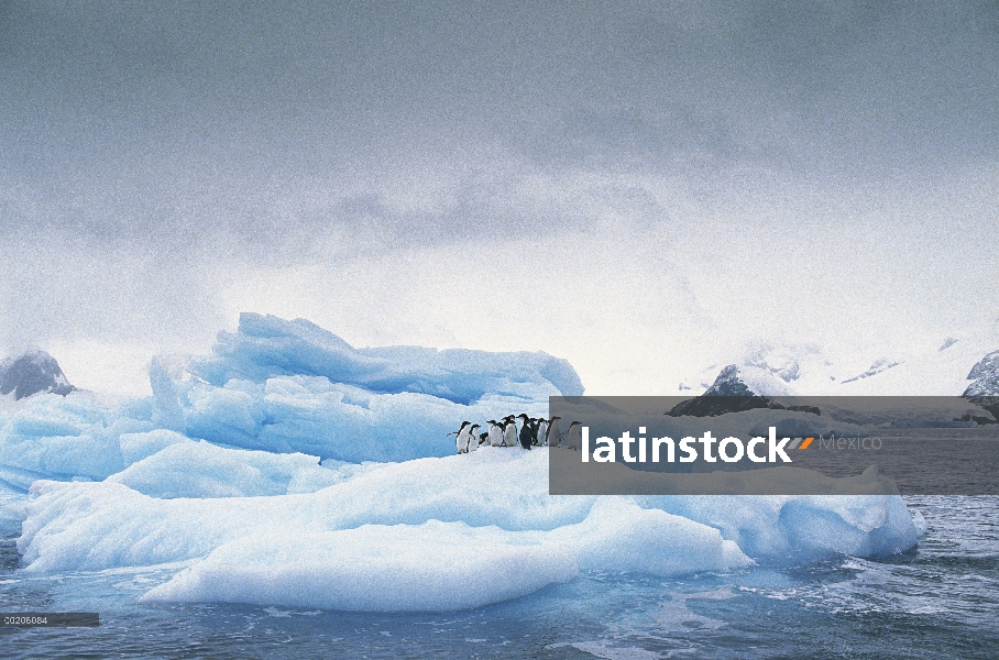 Grupo del pingüino de Adelia (Pygoscelis adeliae) en el iceberg, Península Antártica, Antártida