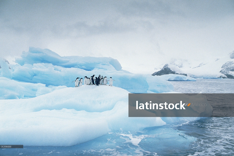 Pingüino de Adelia (Pygoscelis adeliae) en el iceberg, Península Antártica, Antártida