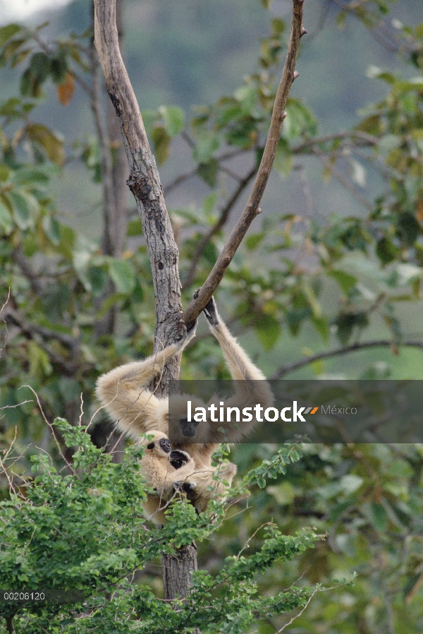 Gibón de manos blancas (Hylobates lar) en el árbol con el bebé, norte de Tailandia