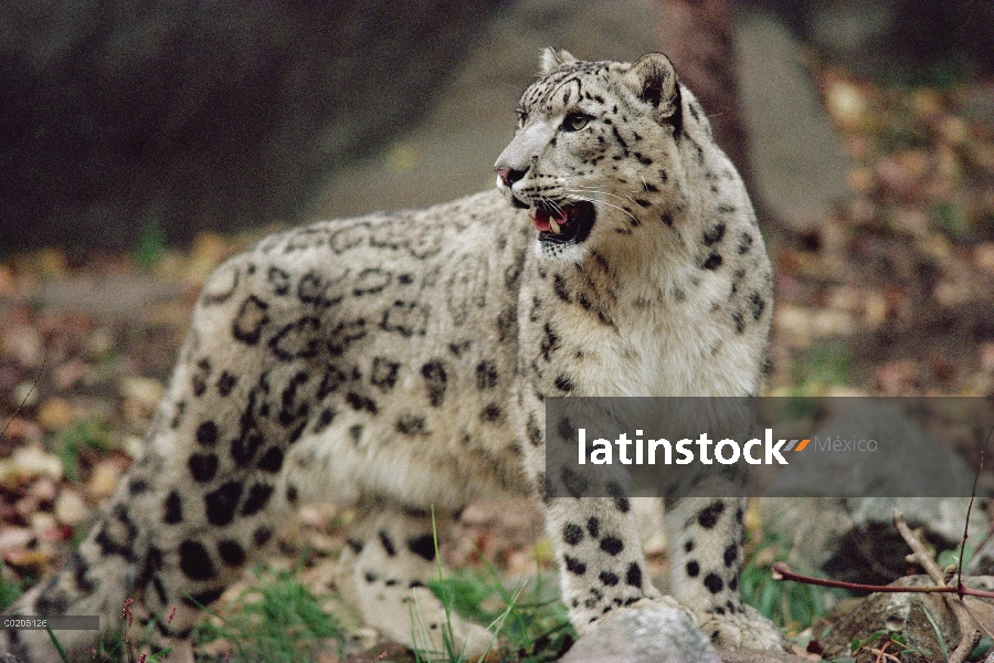 Leopardo de las Nieves (Panthera uncia) tironeo, parque zoológico de Bronx, Nueva York