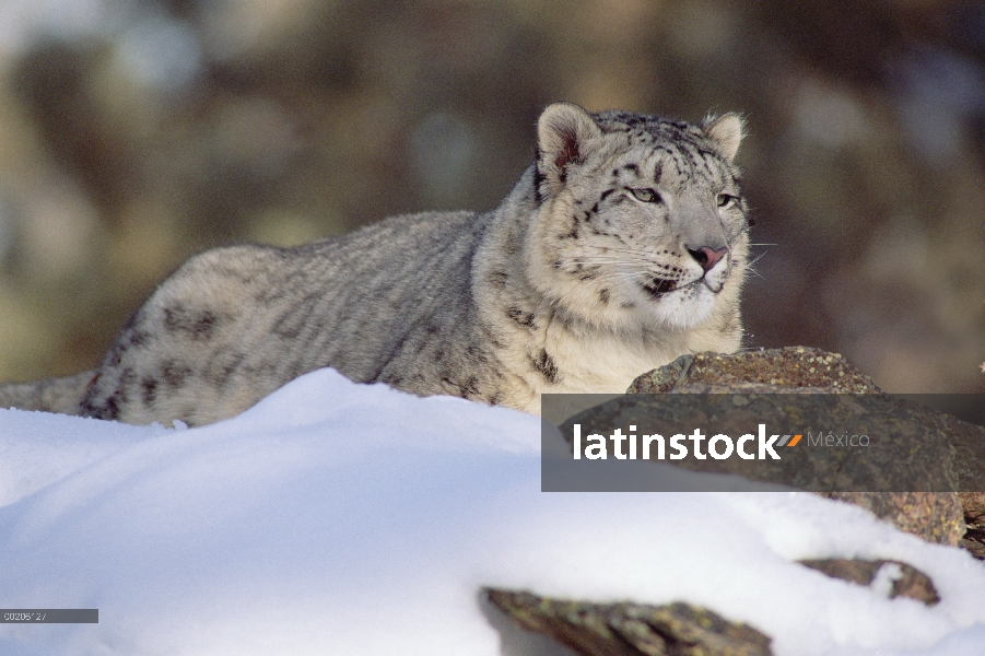 Snow Leopard (Panthera uncia), de dos años, América del norte