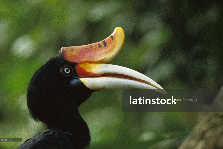 Pico de firma de rinoceronte Hornbill (Buceros rhinoceros) perfil mostrando, sudeste de Asia