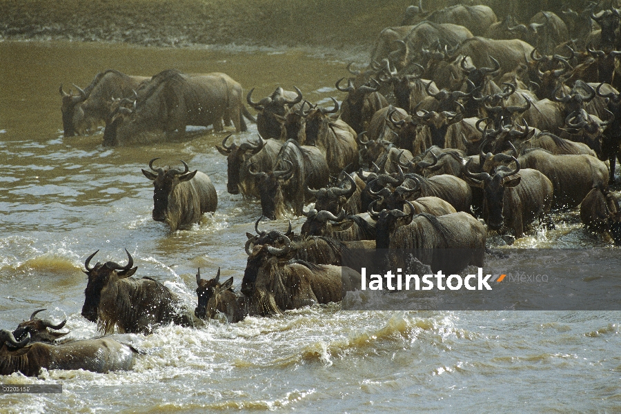 Wildebeest azul (taurinus de Connochaetes) manada de migrar a través del río Mara, reserva Masai Mar