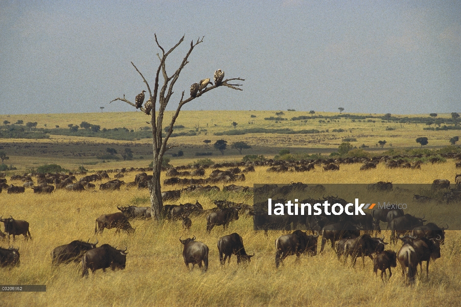 Wildebeest azul (taurinus de Connochaetes) manada pastando, Sudáfrica