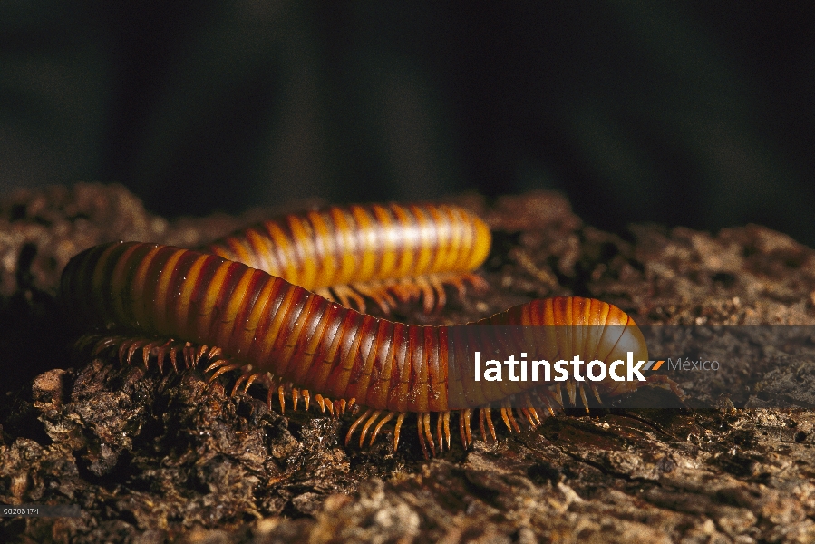 Milpiés gigante africano del negro (Archispirostreptus gigas), África