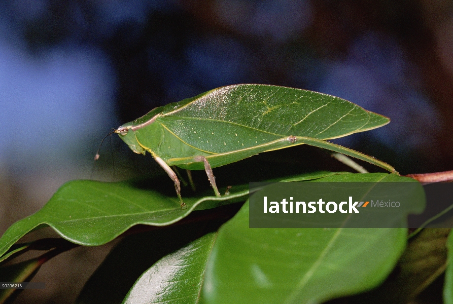 Verde hoja-mimic Katydid (Steirodon robertsorum) en la hoja, tierras altas de Costa Rica