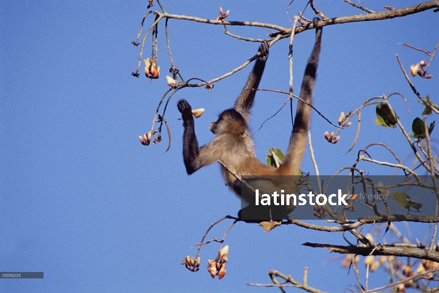 Mano negra la mono araña (Ateles geoffroyi) en árbol comiendo flores de pinza de langosta, Costa Ric