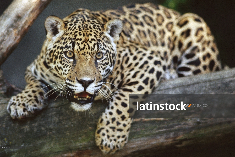 Retrato de Jaguar (Panthera onca) de joven Jaguar, Woodland Park Zoo, Washington