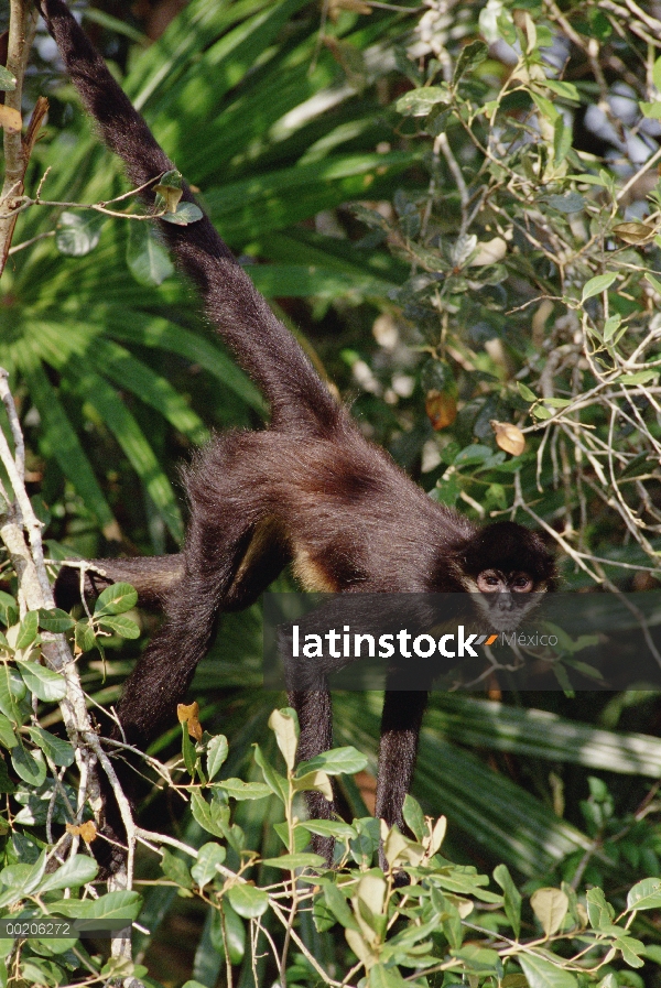 Manos de negro mono araña (Ateles geoffroyi), Belice