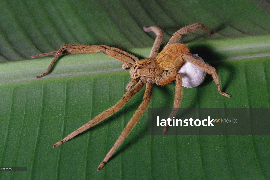 Wandering Spider (Cupiennius coccineus) con huevo sac, Mesoamérica