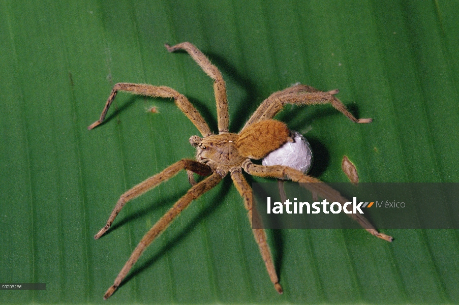 Wandering Spider (Cupiennius coccineus) con huevo sac, Mesoamérica