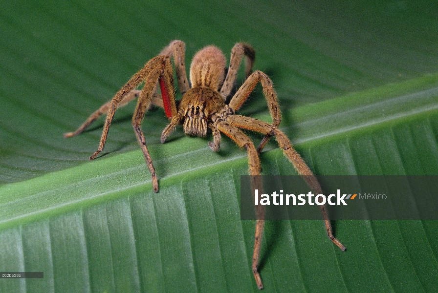 Araña errante (Cupiennius coccineus) con saco de huevos bajo el abdomen, no visible en la foto, Meso