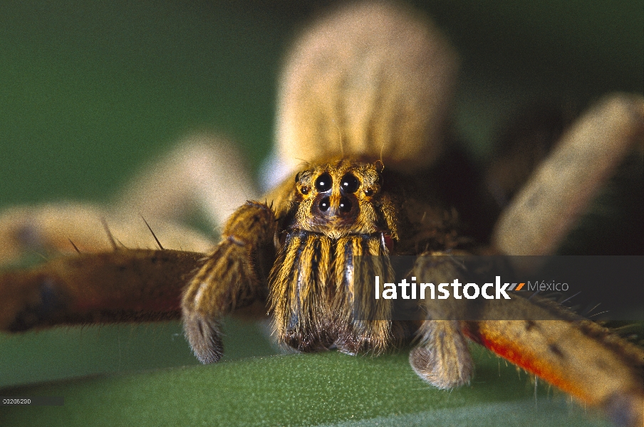 Araña del Huntsman (Cpiennius corcineus), América Central