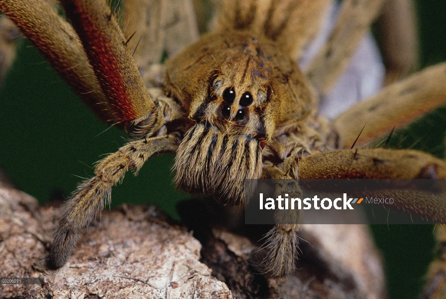 Deambulando cerca de la araña (Cupiennius coccineus), Mesoamérica