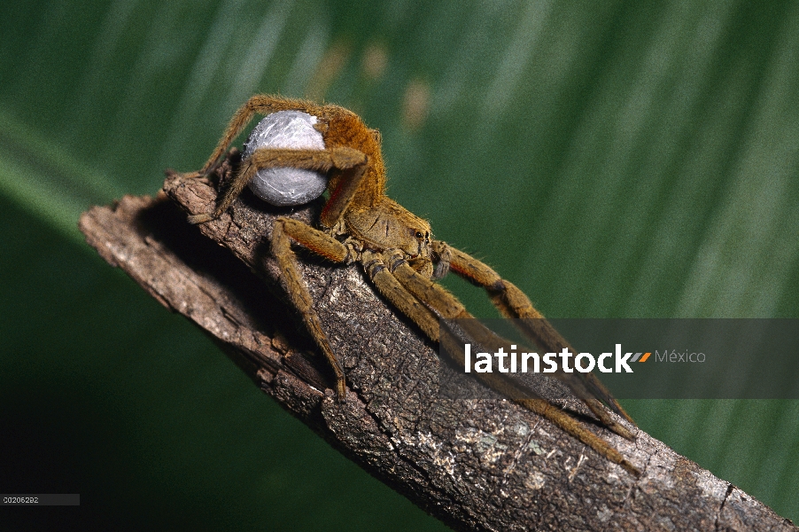 Araña del Huntsman (Cupiennius coccineus) con huevo sac, América del norte