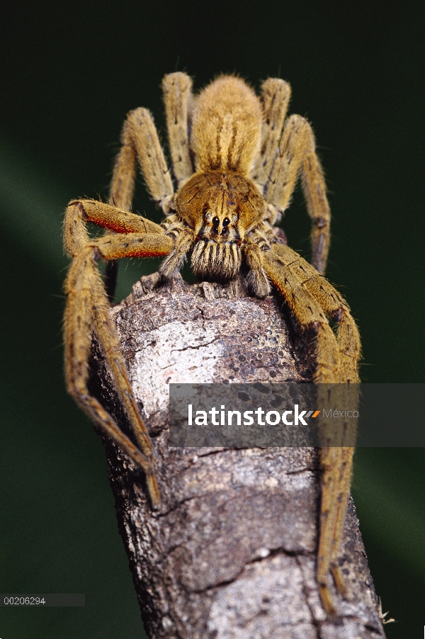 Wandering Spider (Cupiennius coccineus) cerca hasta en rama, vista frontal, Mesoamérica