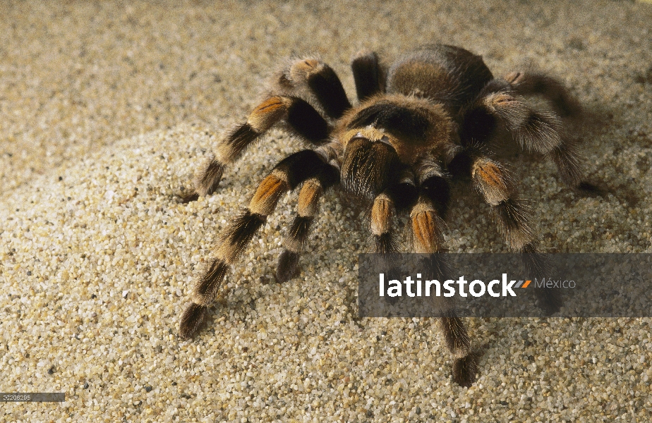 Tarántula de rodilla Roja Mexicana (Brachypelma smithi), México