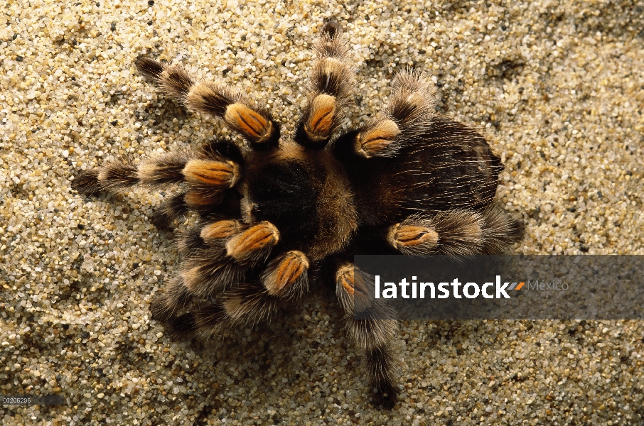 Mexicano retrato de tarántula de rodilla roja (Brachypelma smithi), vista superior, en México y Amér