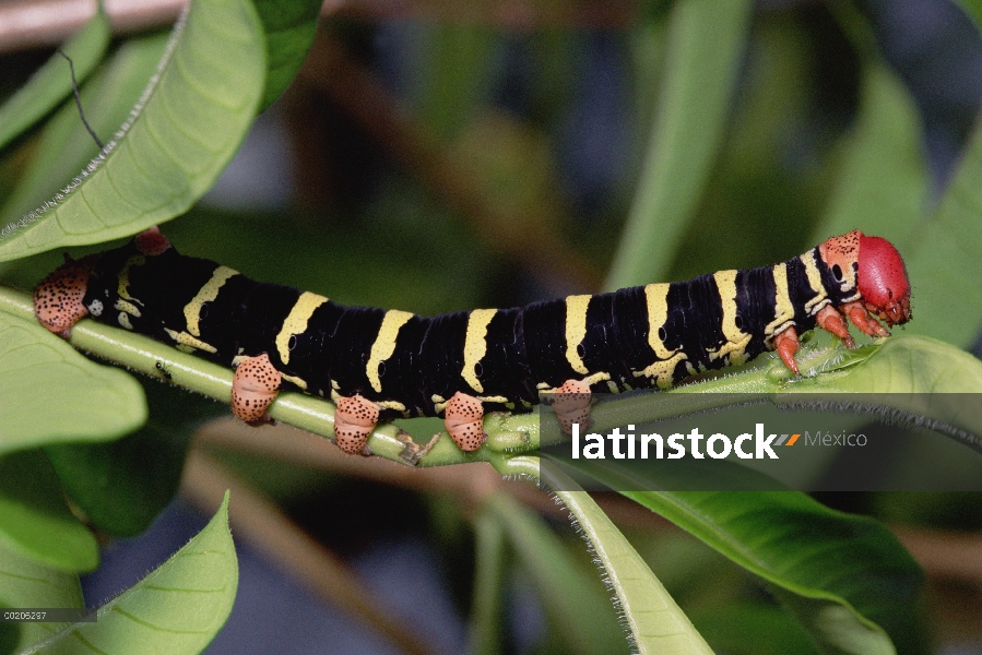 Fase de oruga de polilla halcón (Pseudosphinx tetrio), Amazonia occidental