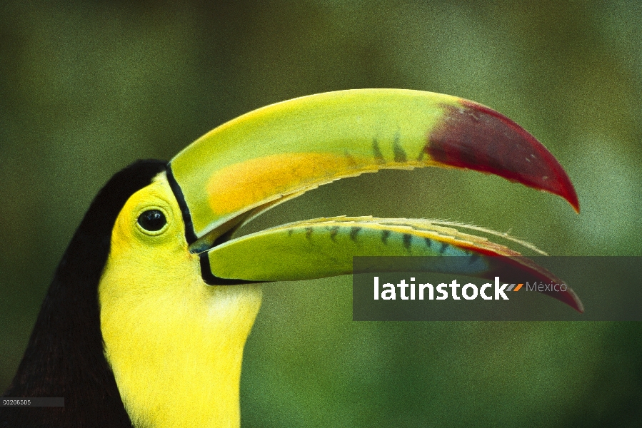 Retrato de tucán (Ramphastos sulfuratus) pico de quilla con púa lengua, nativa de México y América C