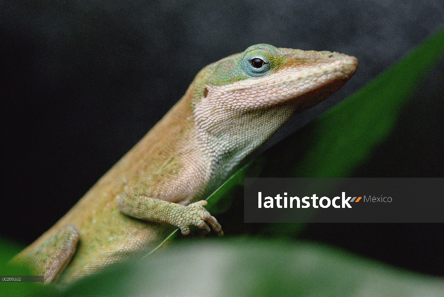 Primer plano de Anolis verde (Anolis carolinensis), retrato, Estados Unidos suroriental nativo y el 