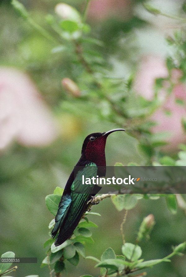 Púrpura-throated Carib (Eulampis jugularis) Colibrí perchado, Antillas, Caribe