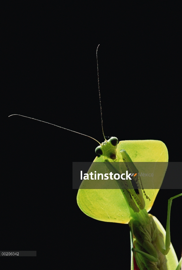 Mantis religiosa (Mantis sp), Valle del río Los Cedros, Ecuador