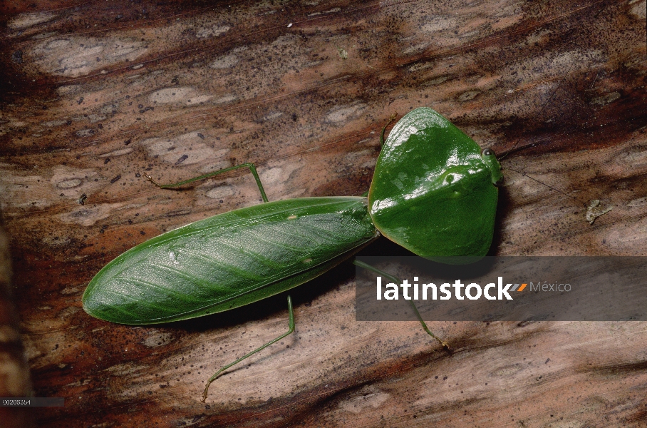 Mantis religiosa (Mantis sp), Valle del río Los Cedros, Ecuador